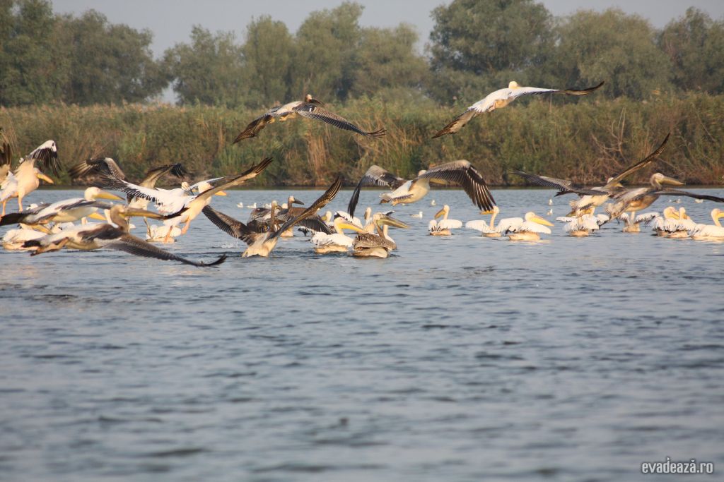 Wildlife Delta Dunarii pelican
